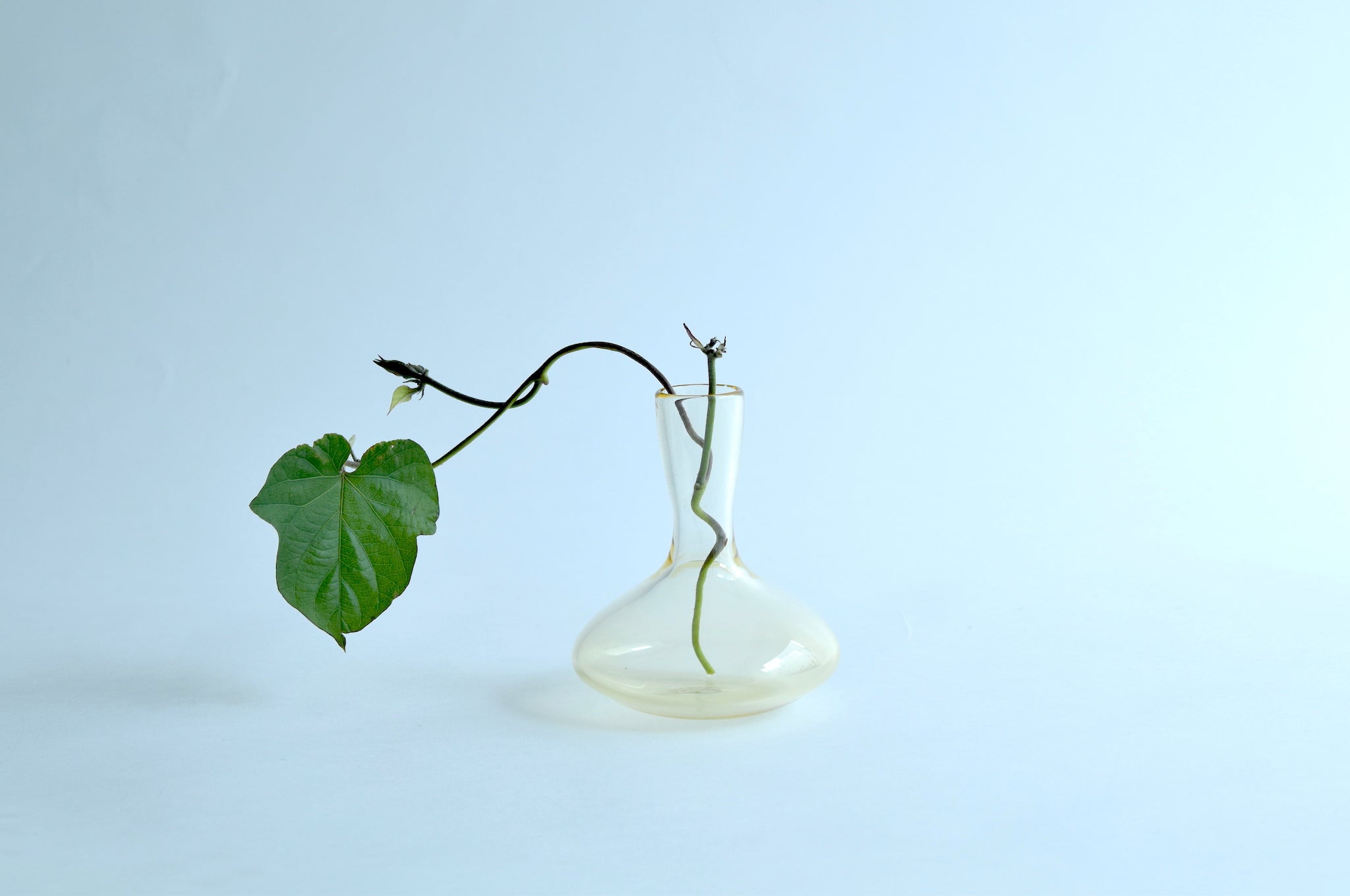 Glass vase | 吹きガラスの一輪挿し